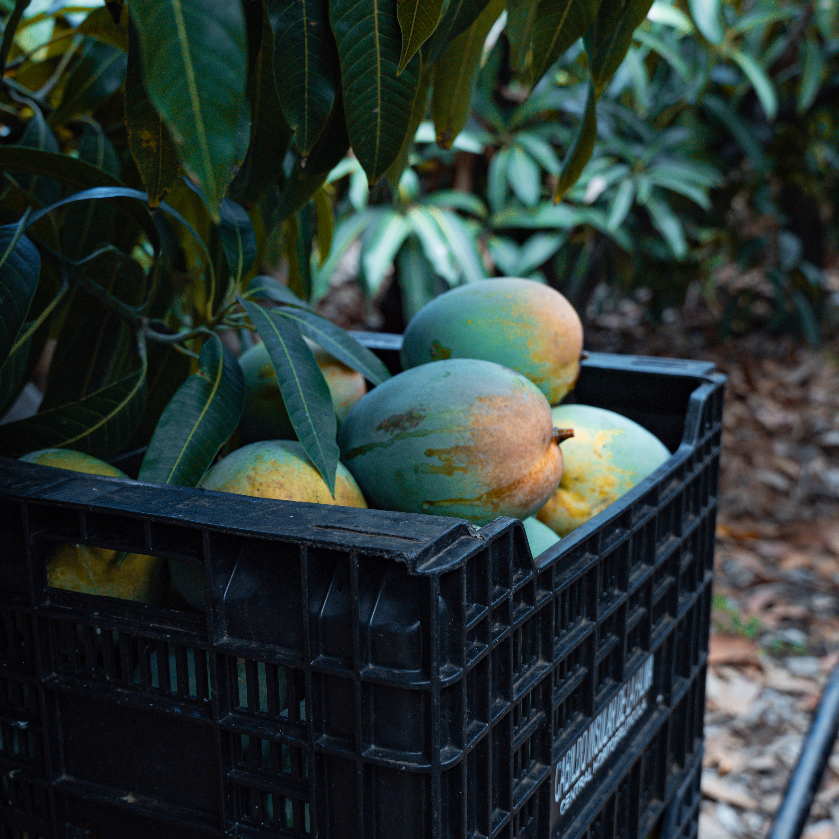 mango sber-19 copy